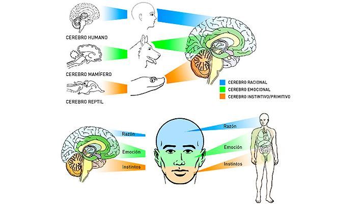cerebro eneagrama - eneatipo