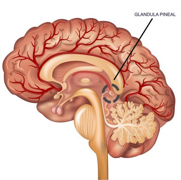 eneagrama cerebro